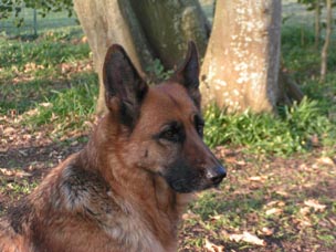 profil de Sacha chienne berger allemand