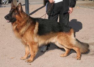 chien berger allemand poil long