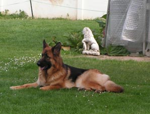 telma chienne berger allemand poil long